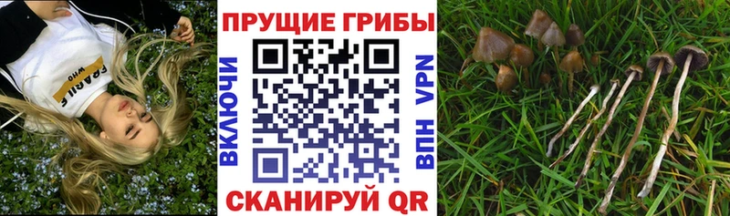 Псилоцибиновые грибы Cubensis  Березники 